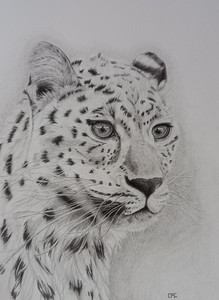 Carrie-Anne, Cheetah, coloured pencils.jpg